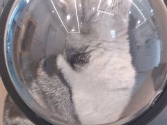 -瑞派·关忠动物医院·猫专科·犬专科(三环新城店)