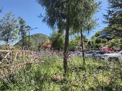 -武陵山森林公园
