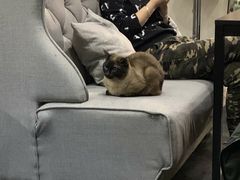 -吱咖啡西式简餐