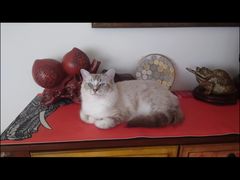 -瑞派天宁宠物医院·猫科·异宠中心