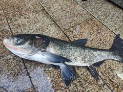 -好灶头妈妈菜·柴火灶台鱼·千岛湖土菜地标美食
