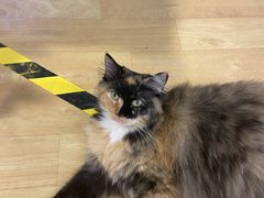 -藏猫猫咖啡主题馆(中央大道店)