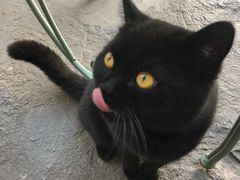 -喵屿·大理花园猫咖