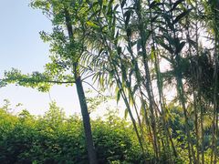 -白鹭湾湿地公园