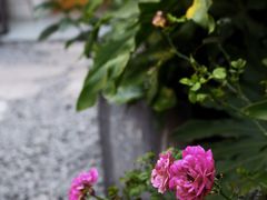 -云里小坐·小院里·团建·宴请·下午茶(三圣乡店)