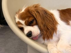 -有喵·猫咖·狗咖·40+猫狗有小奶狗(岗厦店)