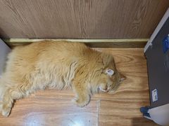 -MOCHA明星猫咖(田子坊店)