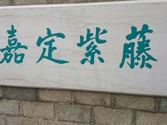 -嘉定紫藤园