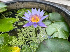 -深圳仙湖植物园