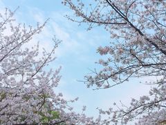 -武汉大学-樱园