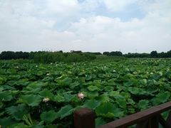 -荷塘月色湿地公园·向阳花洲