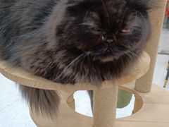 -喵园·猫主题咖啡厅·撸猫·猫咖(国贸店)