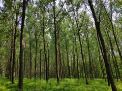 -黄海国家森林公园