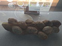 -中国西峡恐龙遗迹园