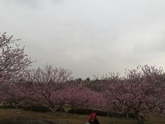 -秀丽东方