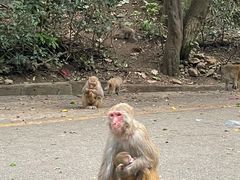 -黔灵山公园