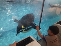 -帝企鹅自助餐厅•儿童岛•真企鹅(长隆企鹅酒店)