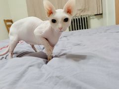 -北京恒爱动物医院(清景园分院)