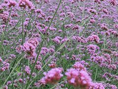 -紫颐香薰山谷景区