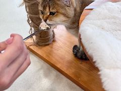 -共舞时光猫咖·狗咖(新街口店)