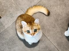 -飞行喵MR PILOT|猫舍·猫咖(静安大融城店)