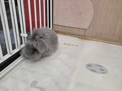 -芭夯兔·兔肉汤锅(新都店)