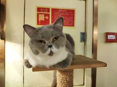 -more than meow吴止猫主题餐厅(承德 中船汇店)