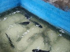 -姥家大锅台水库渔家
