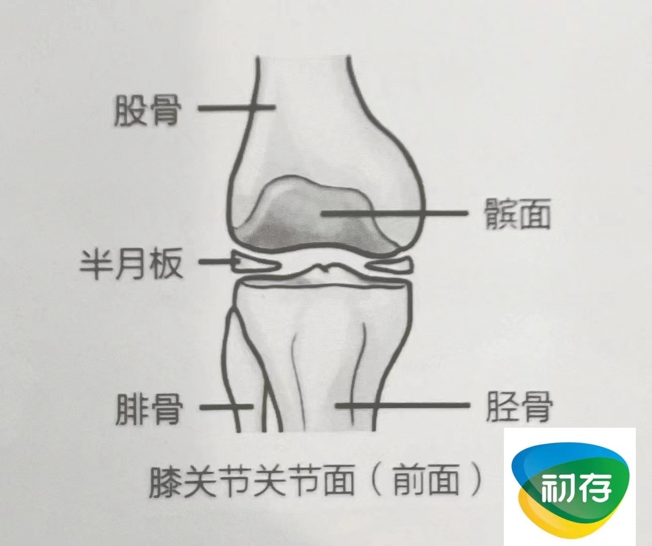 人体腿部关节图图片