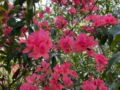-南汇桃花村