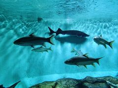 -太平洋海底世界