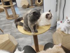 -楼上猫咖(罗湖店)