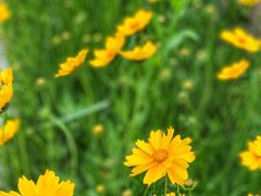 -黄花溪