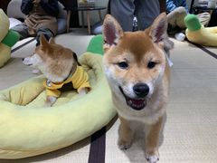 -逗柴咖啡屋·狗咖猫咖宠物桌游
