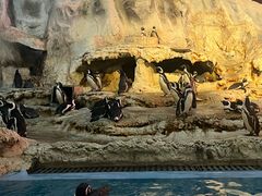 -帝企鹅自助餐厅•儿童岛•真企鹅(长隆企鹅酒店)