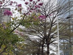 -深圳凯宾斯基酒店