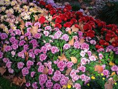 -上海共青森林公园