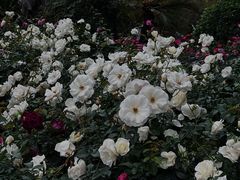 -人民公园(罗湖区)