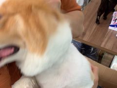 -安安宠医·臻爱宠物医院·宠保定点(营门口路分院)