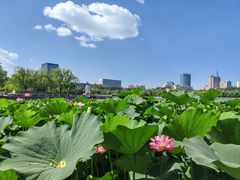 -莲花池公园