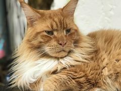 -喵屿·大理花园猫咖