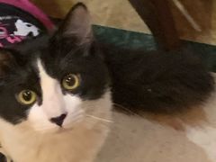 -猫色咖啡·猫咖