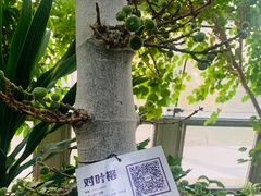-北京植物园-展览温室