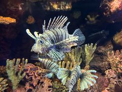 -上海海洋水族馆