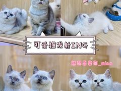 -屋虎猫馆(宝安大仟里店)