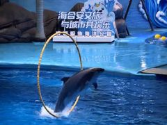-海合安成都极地海洋公园