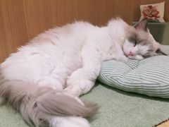-CAT’S MEWSTAR CAFE·喵星球猫屋(晴湾咖啡店)