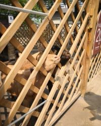 点击看大图 -萌宠亲子动物乐园(槐房万达店)