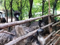 -大鹅岛绿色生态美食园