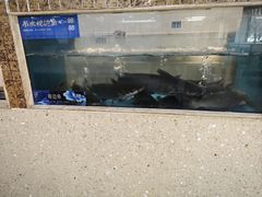 -大河宴·椒麻鱼火锅(米东区店)